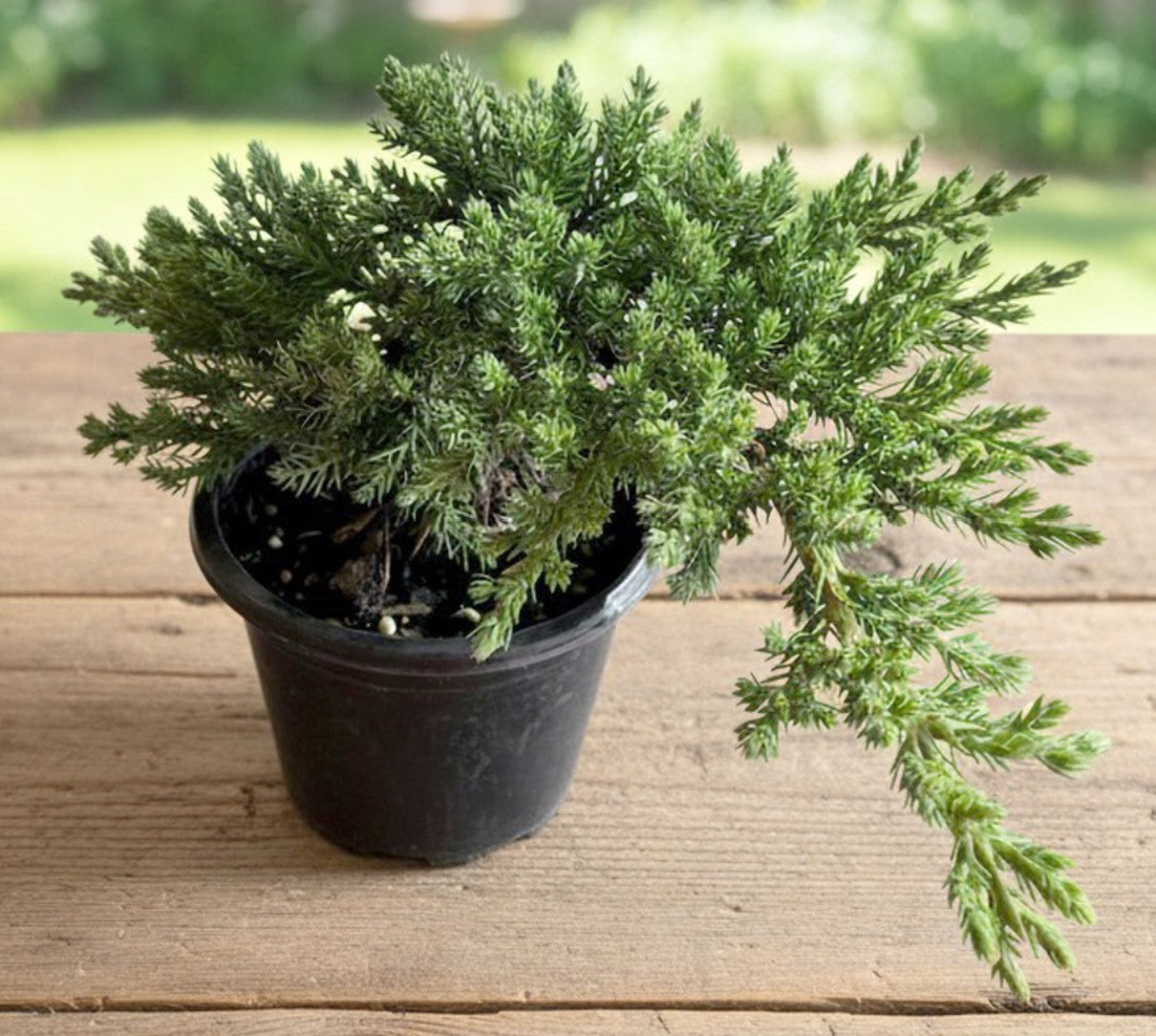 Bonsai Procumbens Nana - XL ceramic