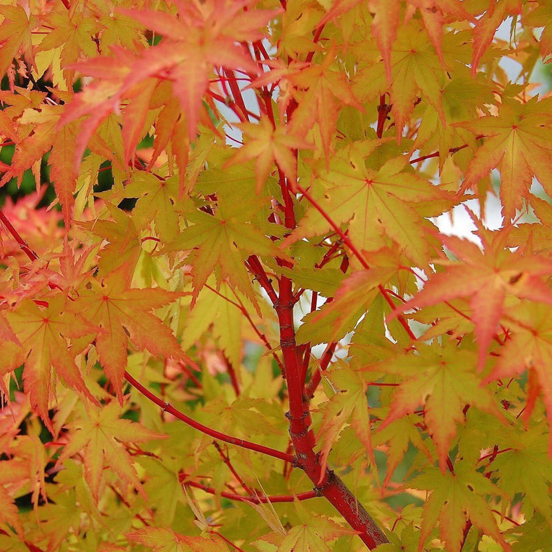 Acer palmatum 'Sango kaku' - #1 gal