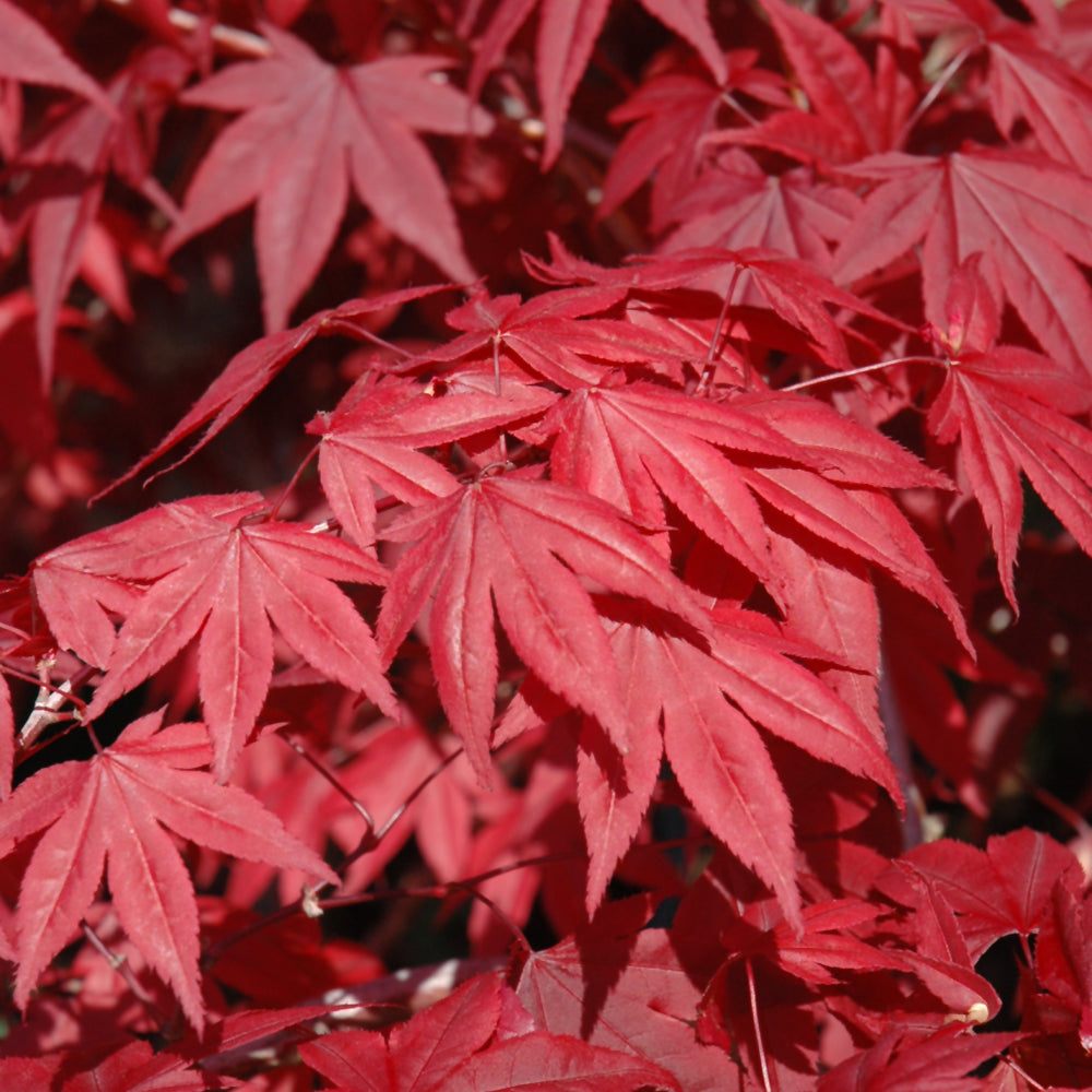 Acer palmatum 'Emperor I' - #2 gal Light Branch