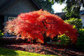 Acer palmatum var. dissectum 'Orangeola' - #2 gal Light Branch