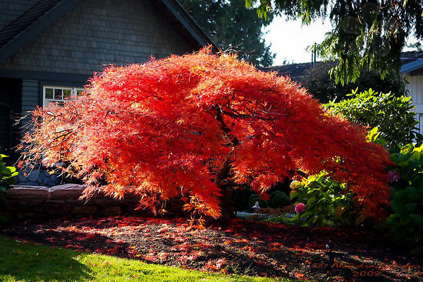 Acer palmatum var. dissectum 'Orangeola' - #2 gal Light Branch
