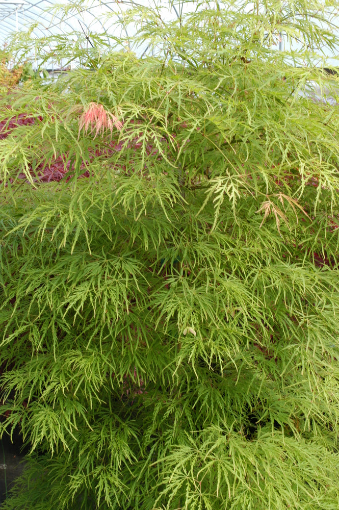 Acer palmatum var. dissectum 'Viridis' - #2 gal Light Branch