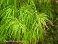 Acer palmatum var. dissectum 'Viridis' - #2 gal Light Branch