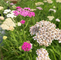 Achillea millefolium ‘Colorado’ – Yarrow #1 gal