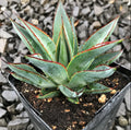 Agave ‘Blue Glow’™ (3.5″ Pot)