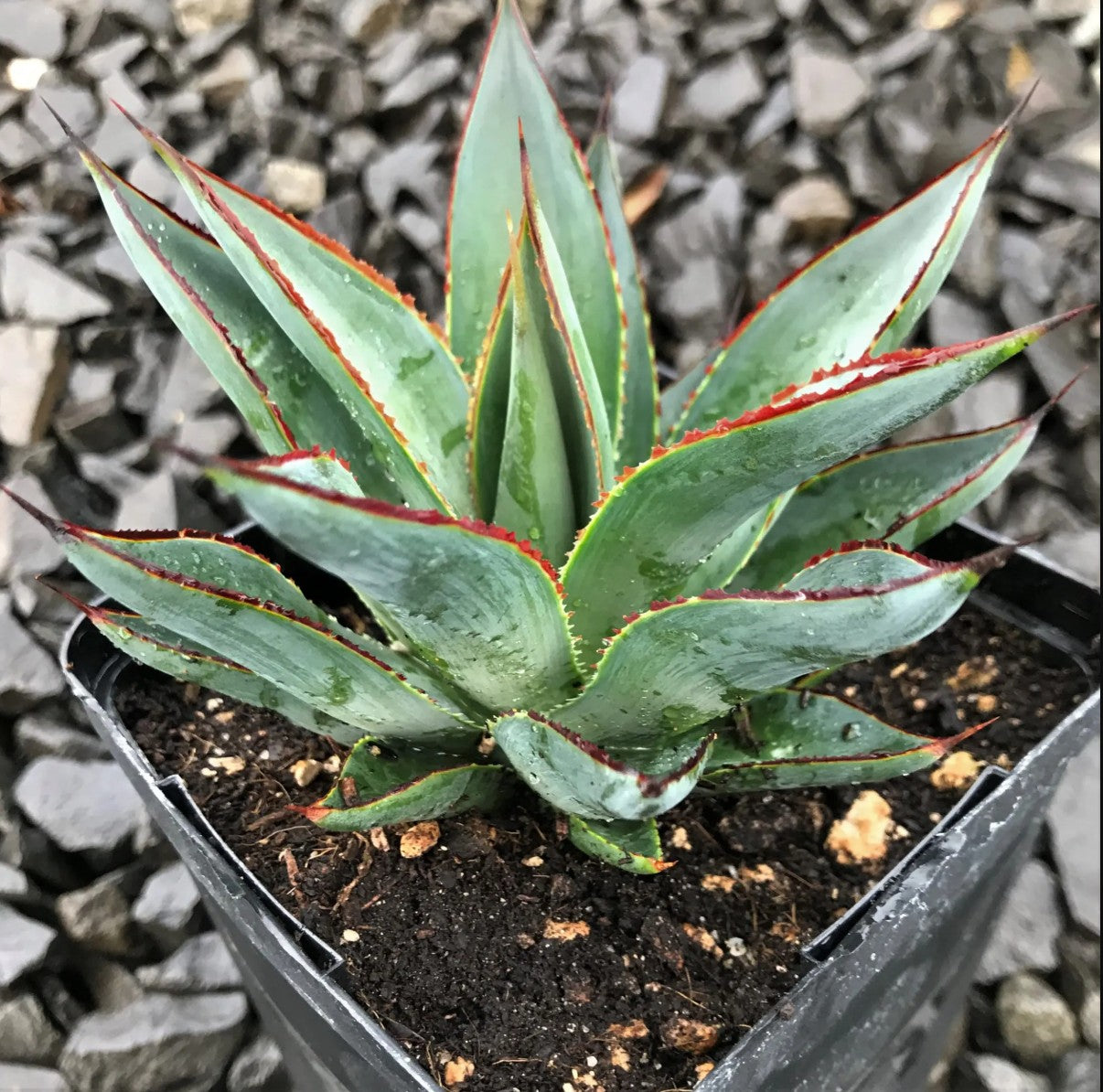 Agave ‘Blue Glow’™ (3.5″ Pot)