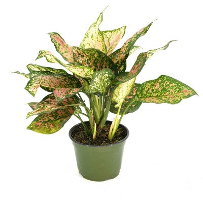 Aglaonema 'Lady Valentine' 6'' pot