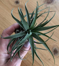 Air Plant – big