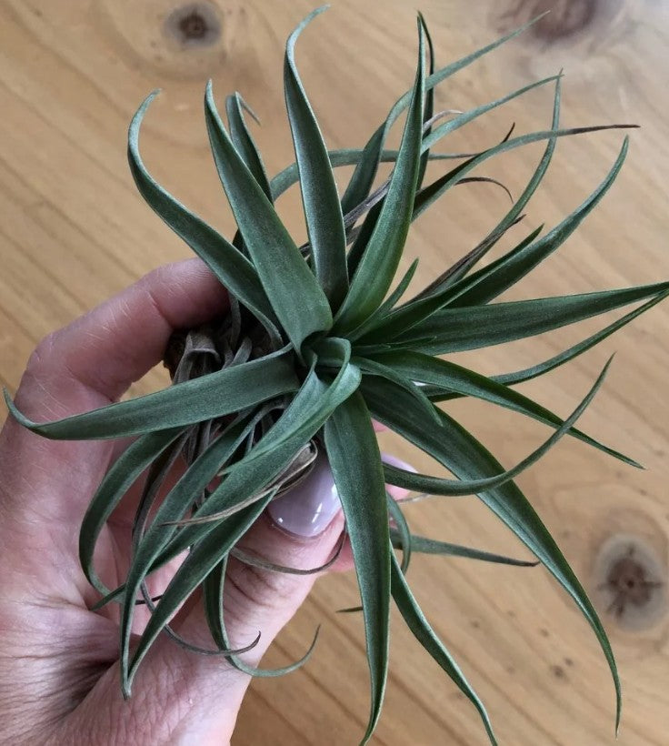 Air Plant – big
