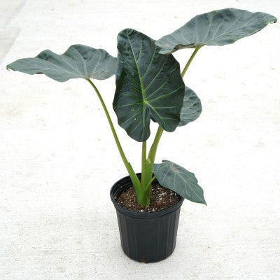 Alocasia 'Regal Shield' 8'' pot