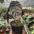 Alocasia 'Red Secret' in ceramic pot