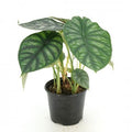 Alocasia baginda 'Dragon Scale' 6'' pot