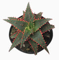 Aloe Christmas Sleigh | 6 inch