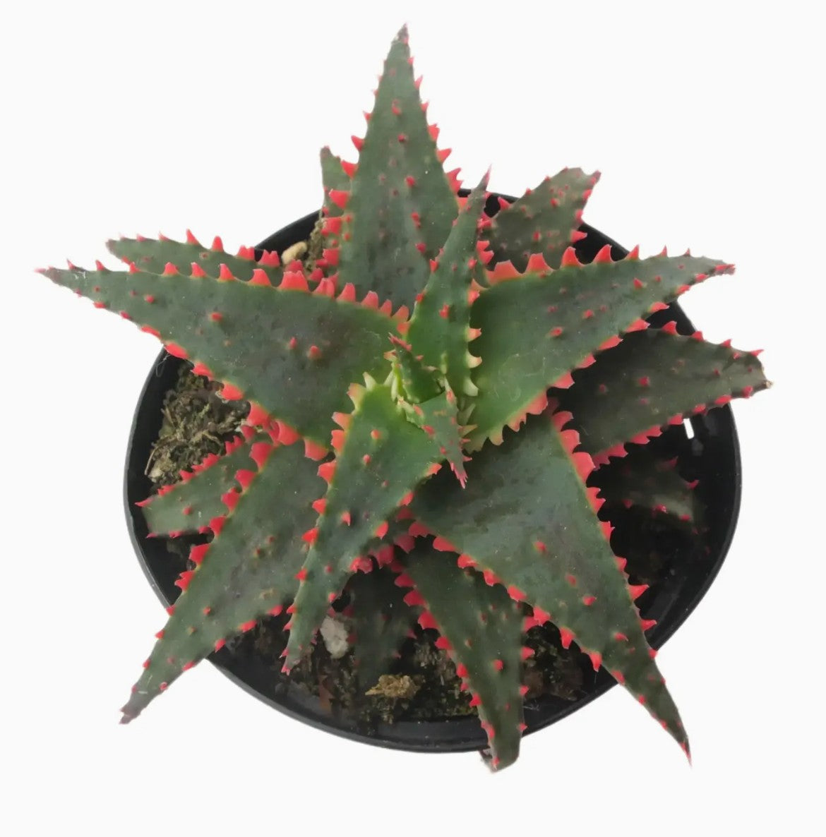 Aloe Christmas Sleigh | 6 inch