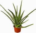 Aloe Vera, Low Maintenance Live Plant -  6" Pot
