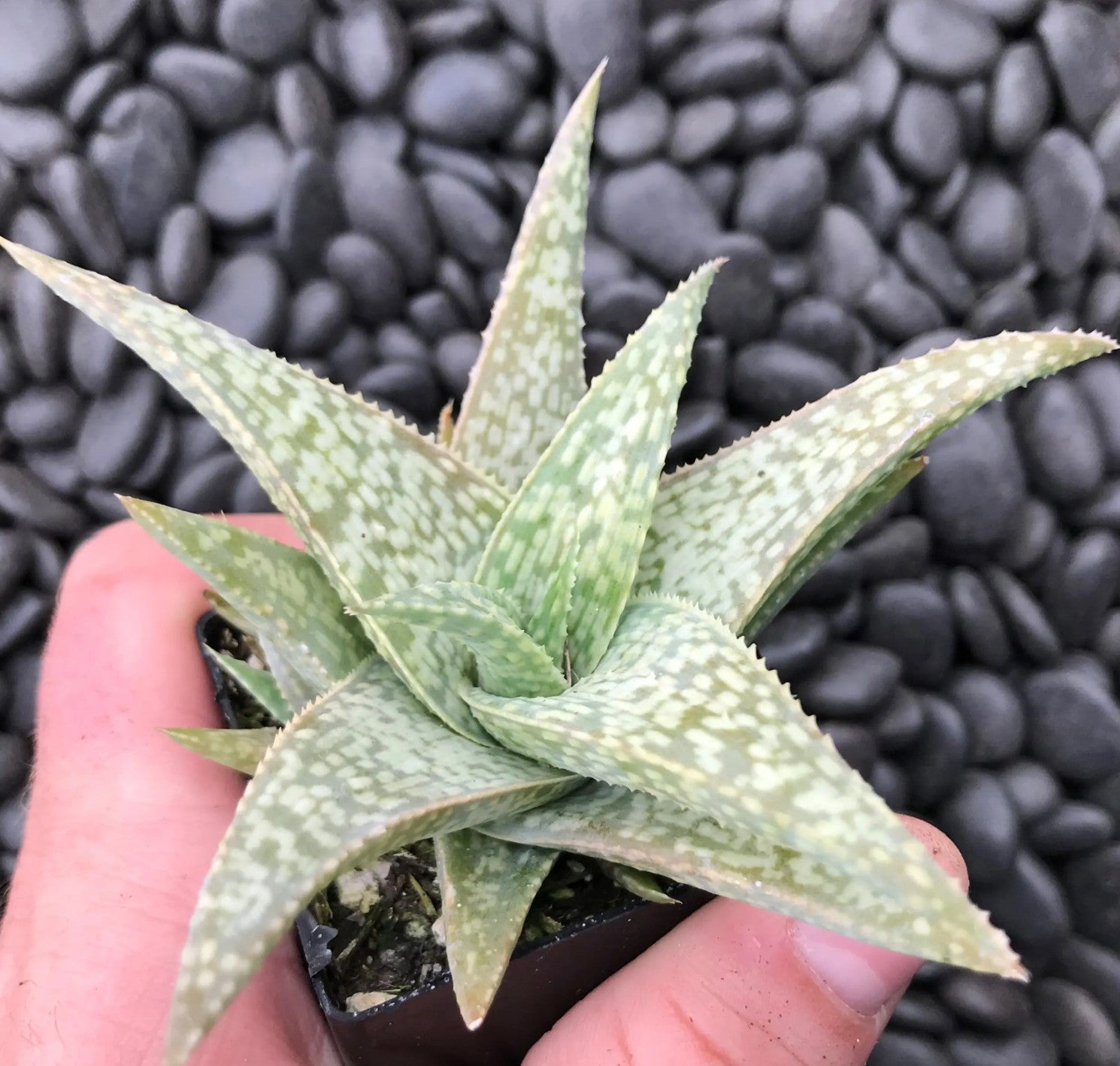 Aloe ‘White Fox’ (3.5" pot)