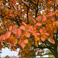 Amelanchier × grandiflora 'Autumn Brilliance'® #2 gallon