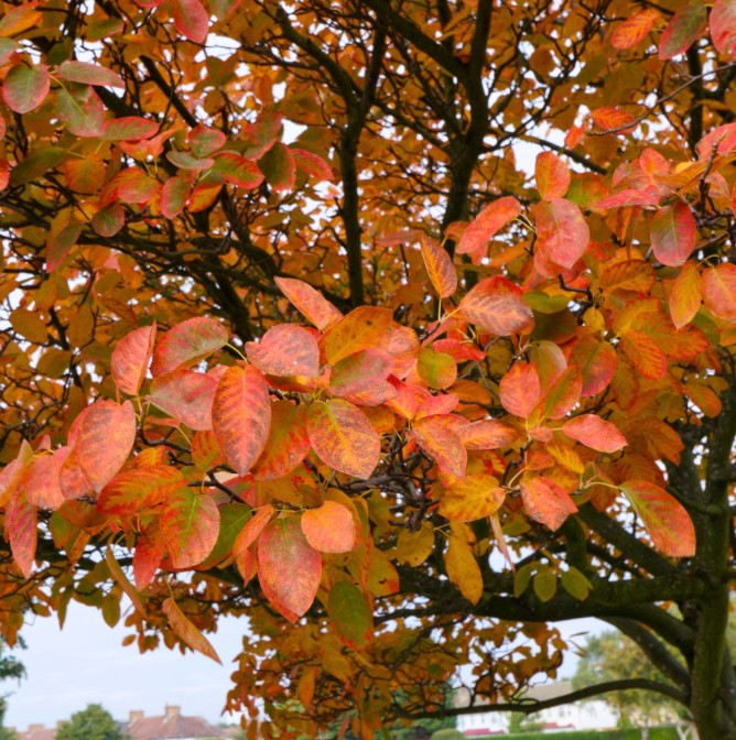 Amelanchier × grandiflora 'Autumn Brilliance'® #2 gallon
