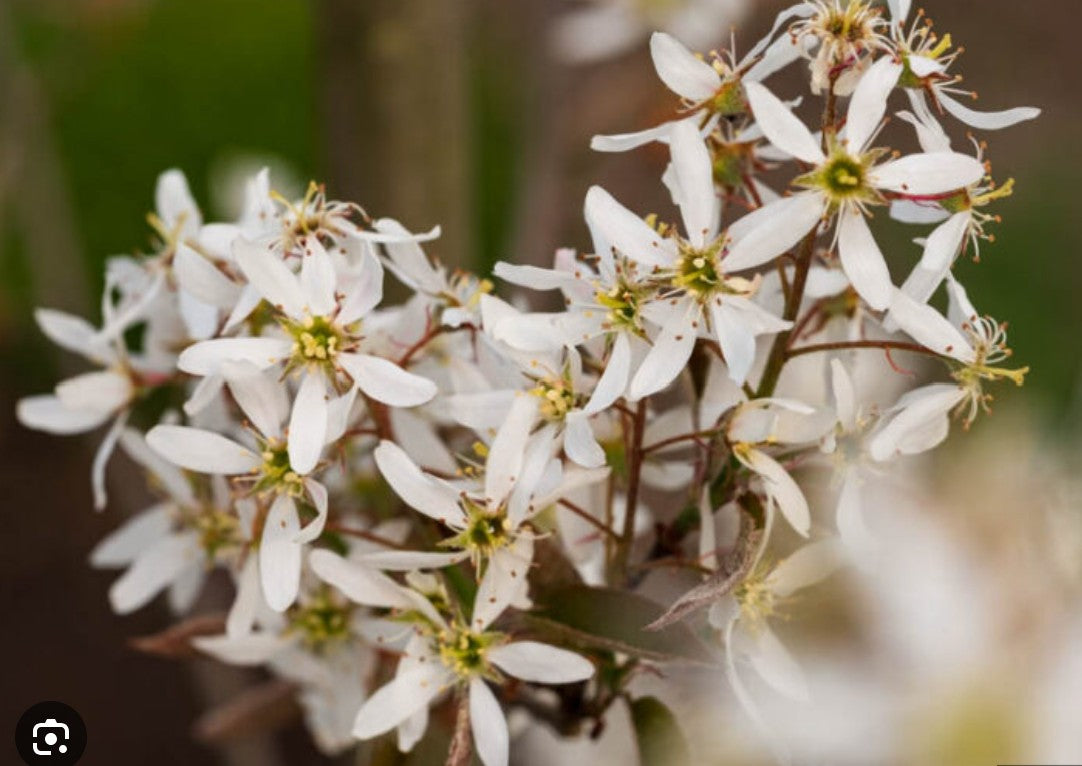 Amelanchier × grandiflora 'Autumn Brilliance'® #2 gallon