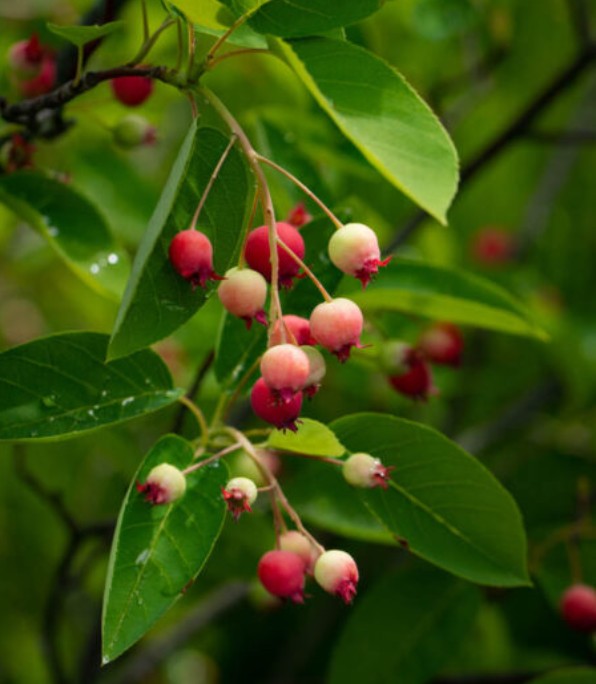 Amelanchier × grandiflora 'Autumn Brilliance'® #2 gallon