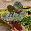 Aphelandra 'Nova Fuego' in ceramic pot
