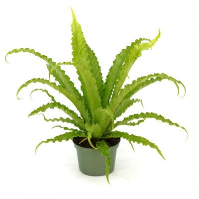 Asplenium antiquum 'Victoria' 6'' pot