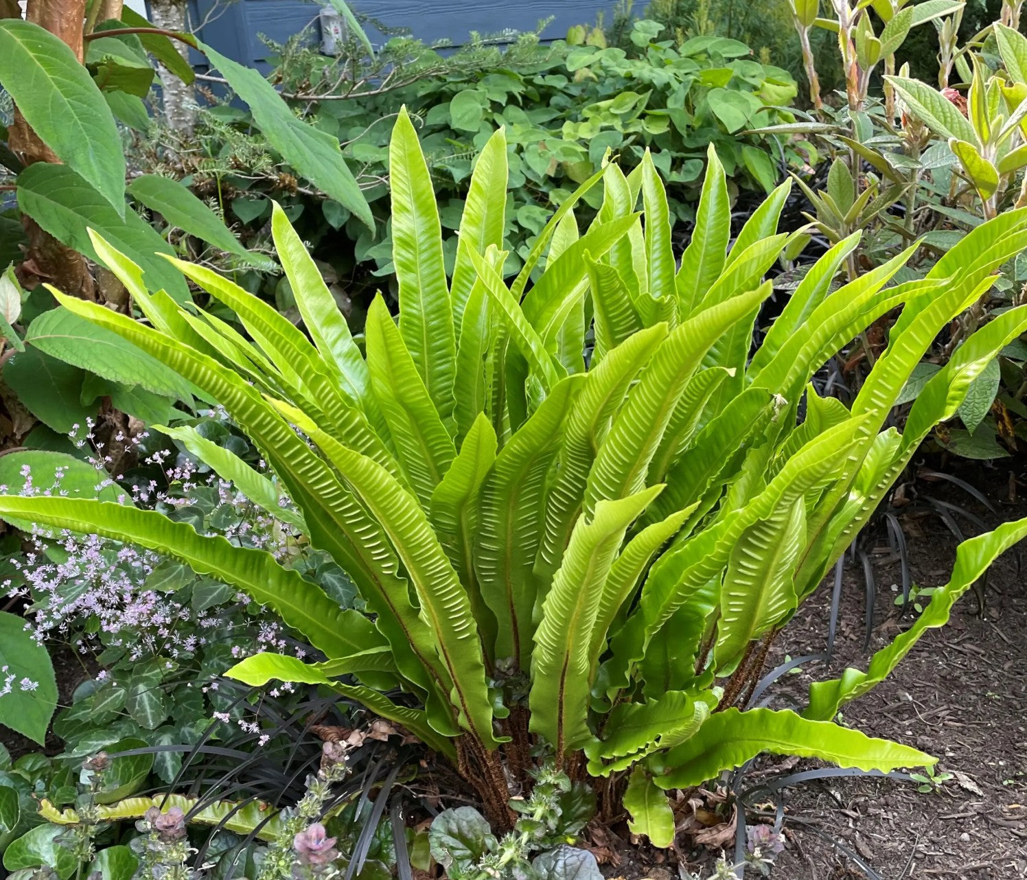 Asplenium scolopendrium – Hart’s Tongue Fern Square quart