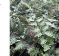 Athyrium niponicum ‘Godzilla’ – Giant Japanese Painted Fern - med pot
