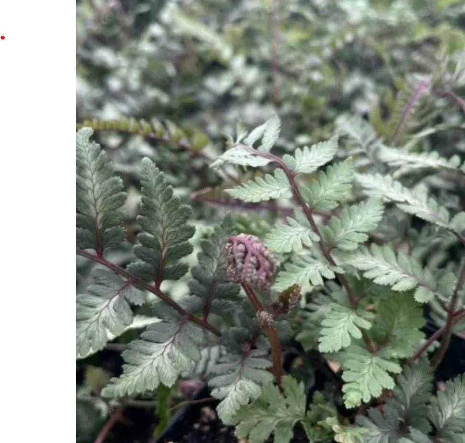 Athyrium niponicum ‘Godzilla’ – Giant Japanese Painted Fern - med pot