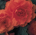 BEGONIA - Waterfalls encanto red - 10'' hanging basket