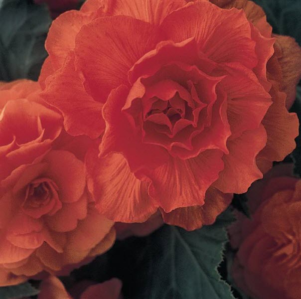 BEGONIA - Waterfalls encanto red - 10'' hanging basket