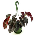 Begonia 'Cracklin Rosie' - HB 6'' pot