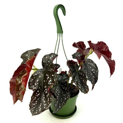Begonia 'Cracklin Rosie' - HB 6'' pot