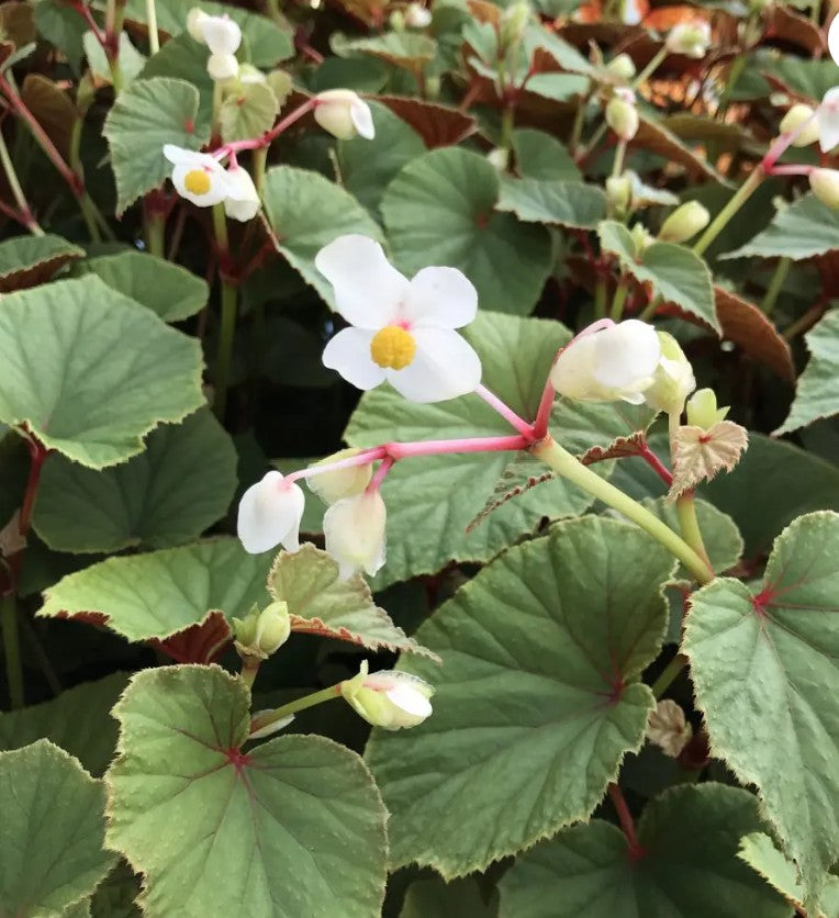 Begonia grandis ‘Alba’ – Hardy White Begonia (4.5″ Pot)