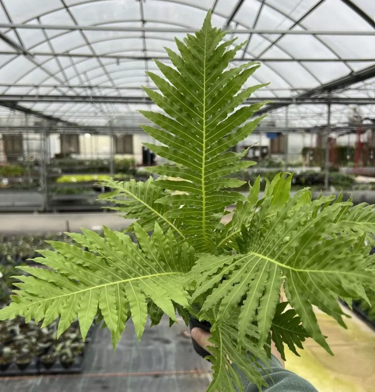 Blechnum gibbum ‘Silver Lady’- Dwarf Tree Fern (4.5″ Pot)