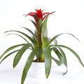 Bromeliad Guzmania - Red 6'' pot