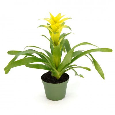 Bromeliad Guzmania - Yellow 6'' pot