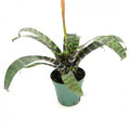 Bromeliad Vriesen Splendens 5in pot