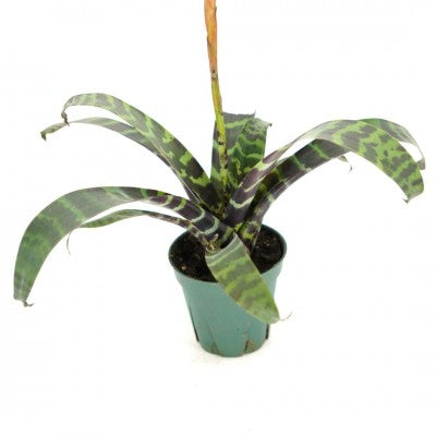 Bromeliad Vriesen Splendens 5in pot