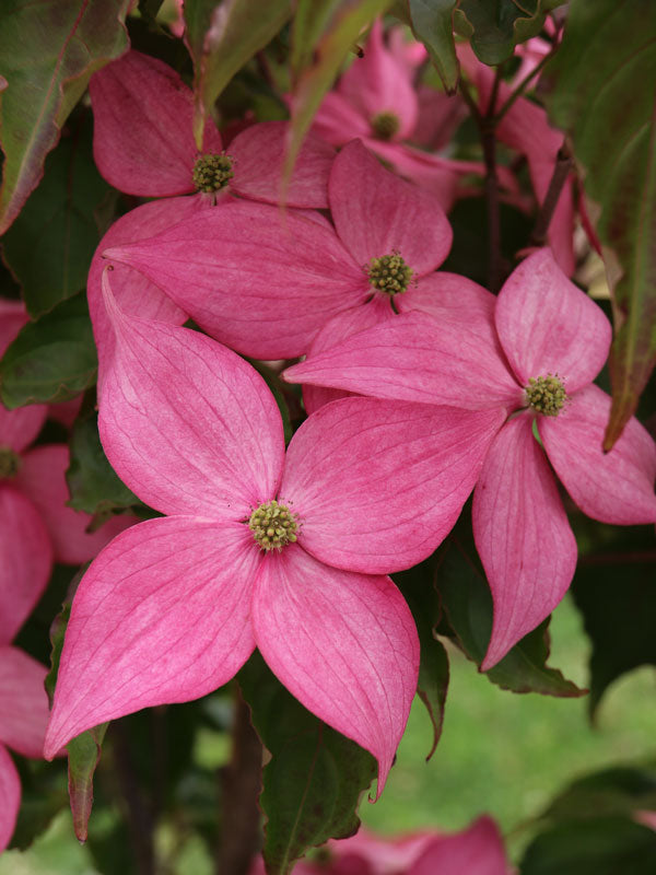 Cornus kousa Scarlet Fire™ 'Rutpink' PP 28,311 - #2 gal Light Branch