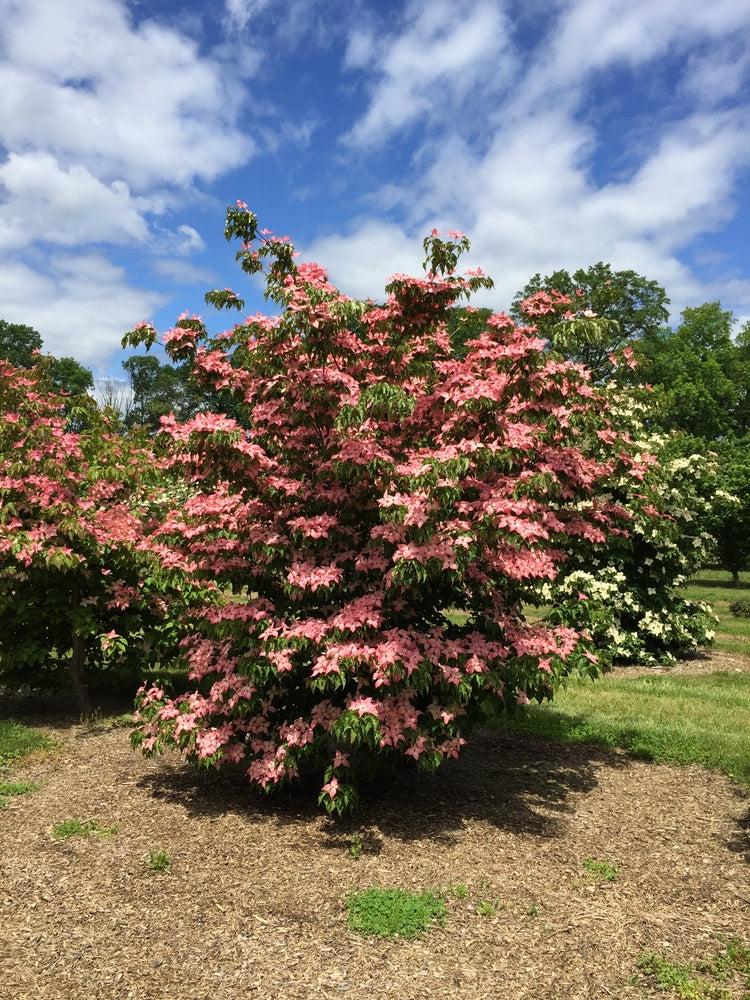 Cornus kousa Scarlet Fire™ 'Rutpink' PP 28,311 - #2 gal Light Branch