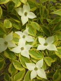 Cornus kousa 'Summer Gold' PP 22,765 - #2 gal Light Branch
