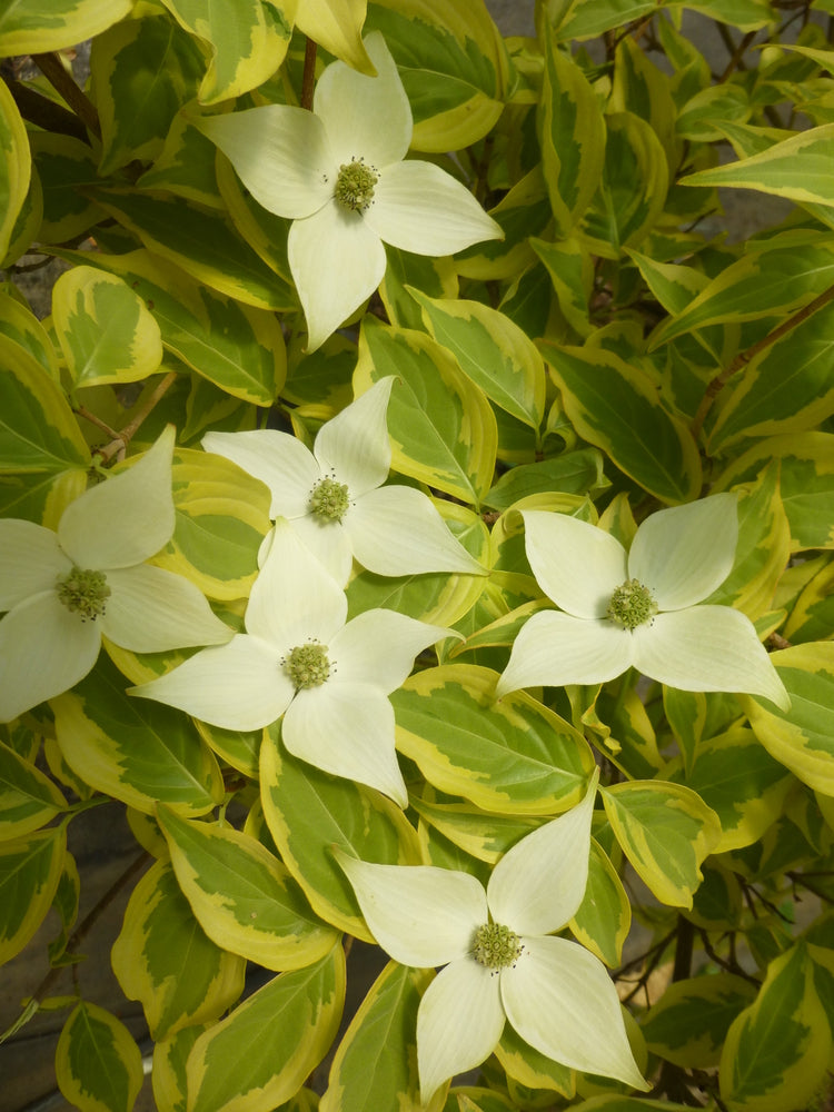 Cornus kousa 'Summer Gold' PP 22,765 - #2 gal Light Branch