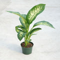 Dieffenbachia 'Tropic Snow' 8'' pot