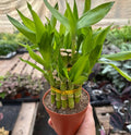 Dracaena 'Lucky Bamboo Pyramid' in ceramic pot