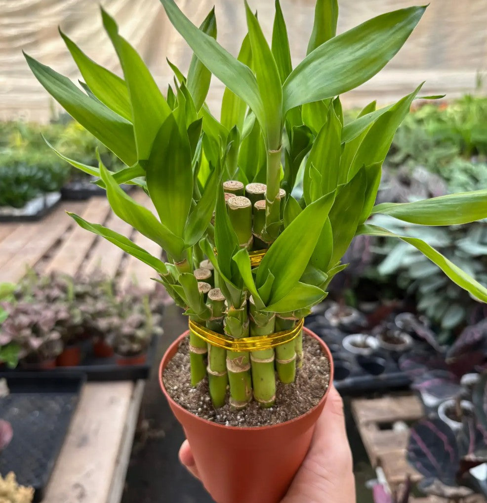 Dracaena 'Lucky Bamboo Pyramid' in ceramic pot