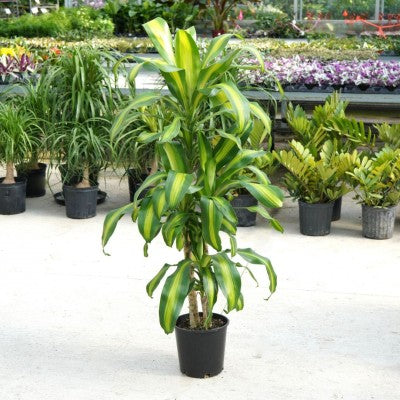 Dracaena frag. Massangeana 3ft - 9'' pot
