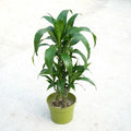 Dracaena frag. 'Black Beauty' - Cane 8'' pot