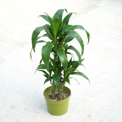 Dracaena frag. 'Black Beauty' - Cane 8'' pot