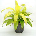 Dracaena frag. 'Limelight' - Bush 8'' pot